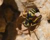 Eumenes sp.